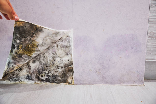 Carpet water damage restoration in Claryville, KY